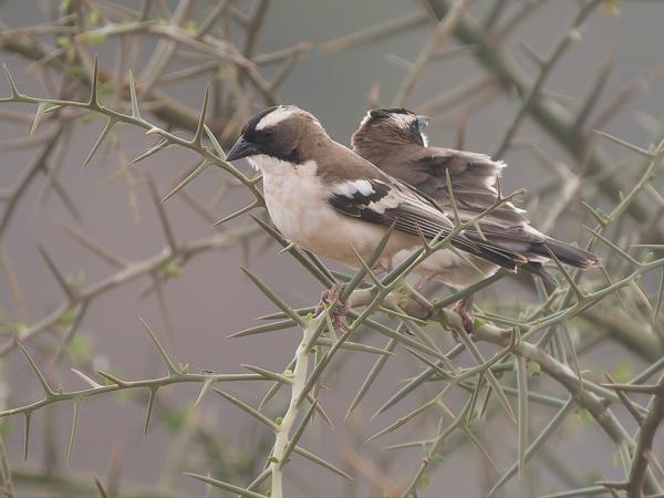 <h3><a href="/trips/tanzania/biota/animalia/chordata/aves/040 passeriformes/113 passeridae/plocepasser mahali/plocepasser mahali-nl.html">Plocepasser&nbsp;mahali</a> / White‑browed&nbsp;sparrow‑weaver / Mahaliwever</h3>OM-1 Mark II met OLYMPUS M.150-400mm F4.5 TC, 1/2000 sec  bij F5.6, ISO 2000, afstand 21.7&nbsp;m